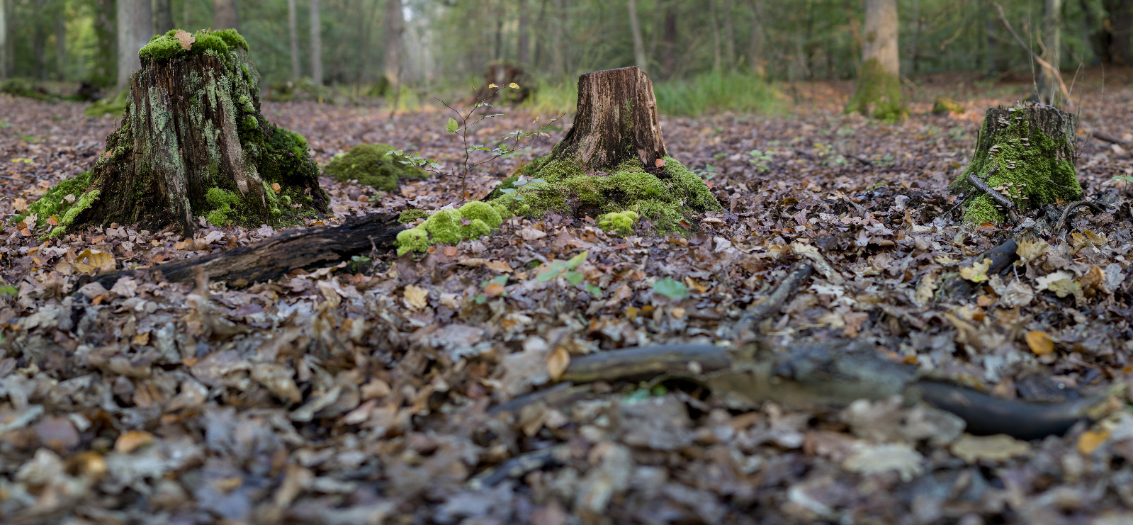 [Group 4] 20131008 DSC00899 20131008 DSC00916 18 images 0000